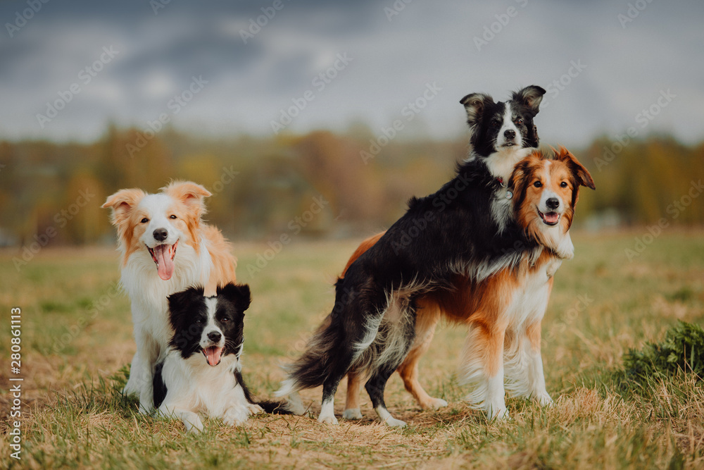 group of happy dogs border collies on the grass in summer