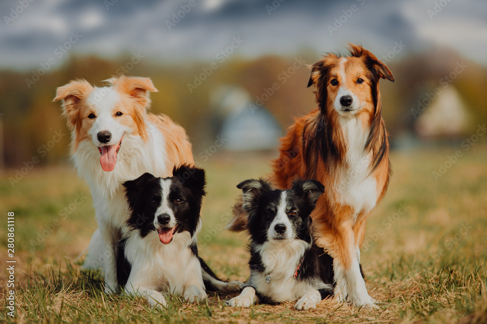 group of happy dogs border collies on the grass in summer