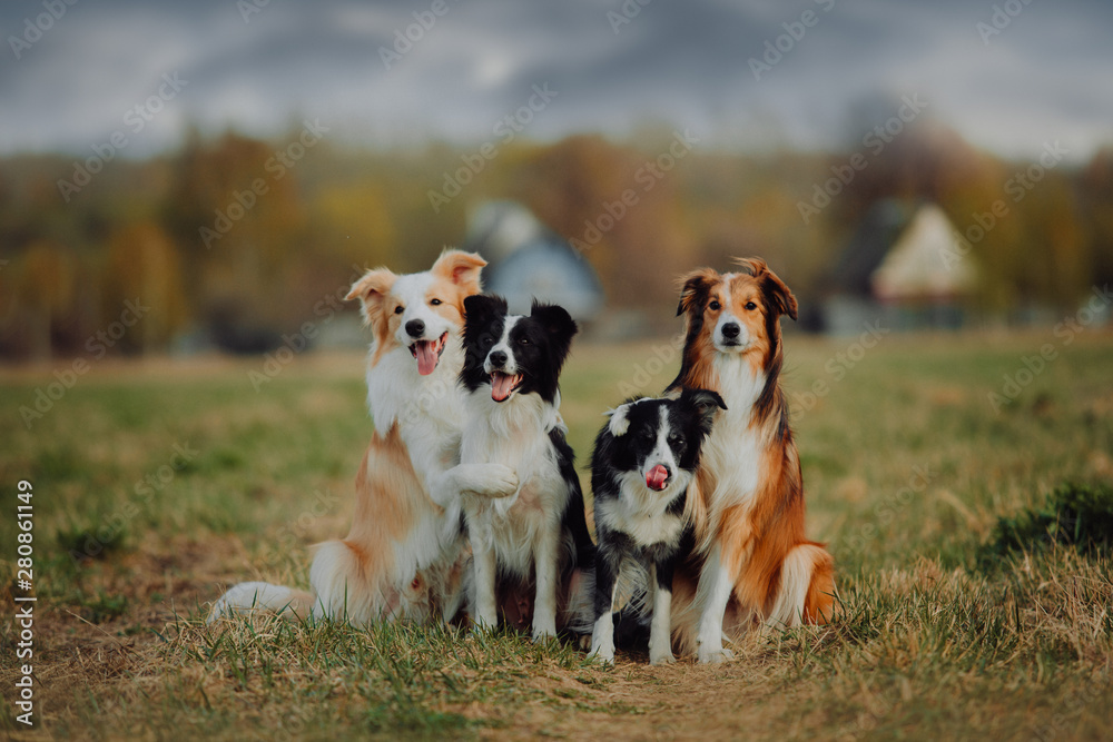 group of happy dogs border collies on the grass in summer - obrazy, fototapety, plakaty 