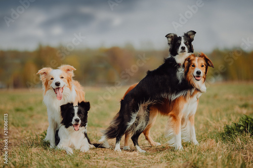 Photography group of happy dogs border collies on the grass in summer