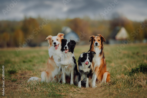 Photography group of happy dogs border collies on the grass in summer