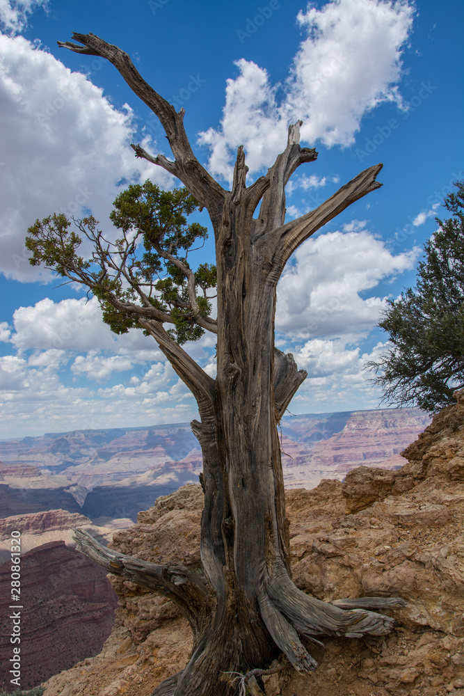 Baum am Grand Canyon