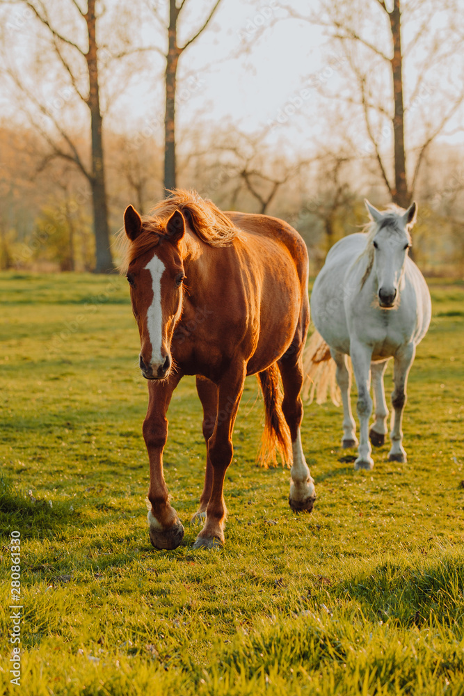Obraz premium Horse close up portrait in motion on green meadow