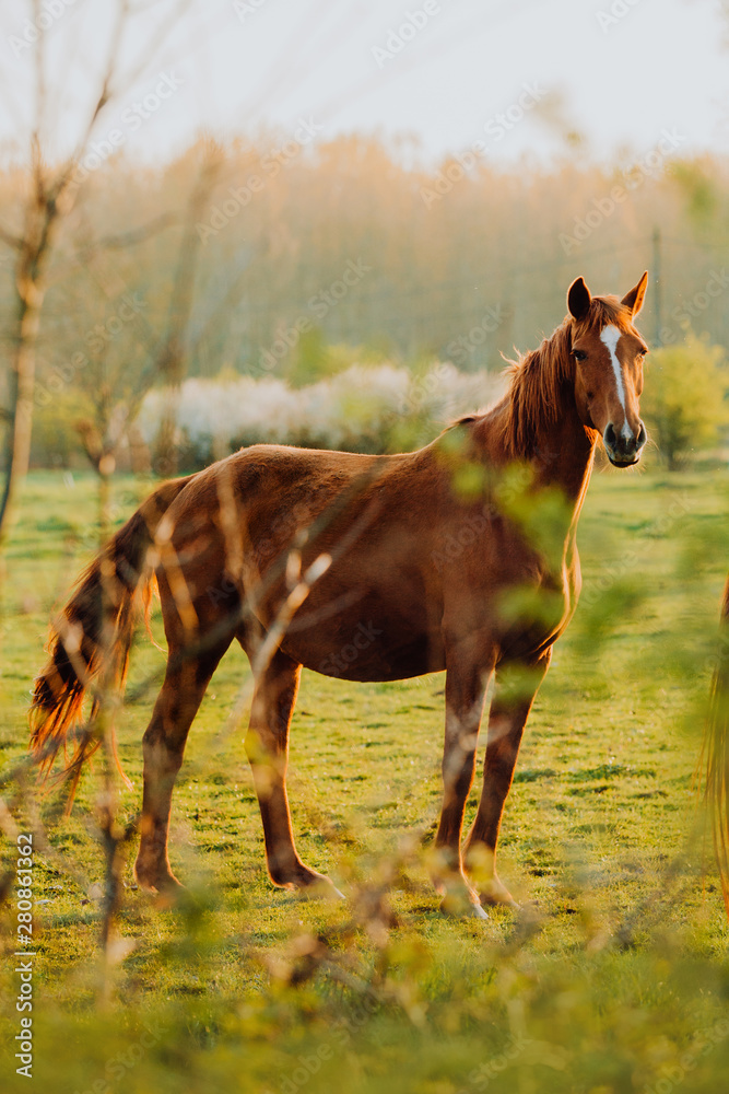 Horse close up portrait in motion on green meadow Horse close up portrait in motion on green meadow