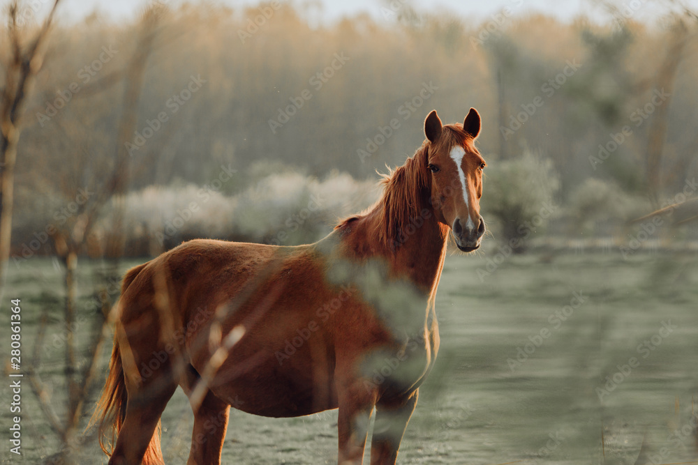 Obraz premium Horse close up portrait in motion on green meadow