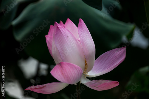 Blooming Lotus Flower or Water Lily with sunset time.
