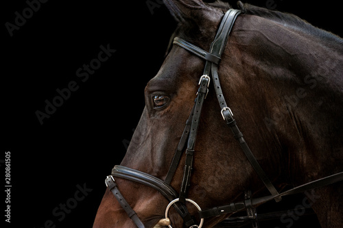 warmblood horse head closeup detail in sport harness isolated on black background photo