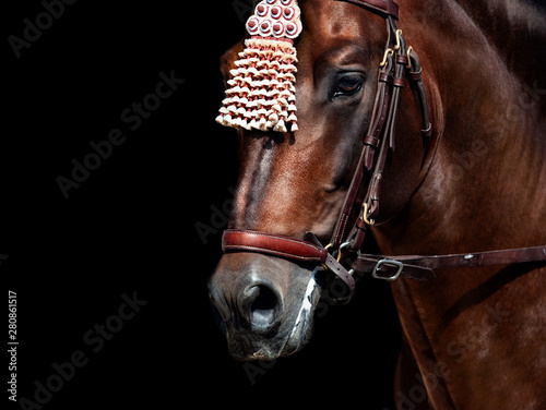 andalusian horse in traditional spanish finery detail close-up isolated on black background