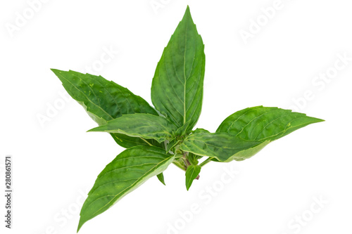 Fresh basil leaf with isolated on a white background