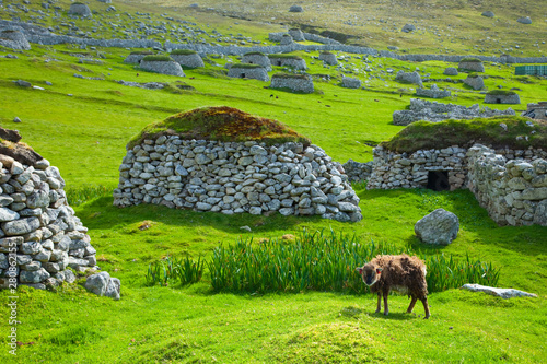 Cabra Soay. Pueblo de St. Kilda. Village Bay. Isla St. Kilda. Outer Hebrides. Scotland, UK photo