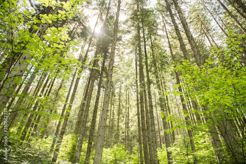 Fototapeta Naklejka Na Ścianę i Meble -  beautiful green sun lit forest 