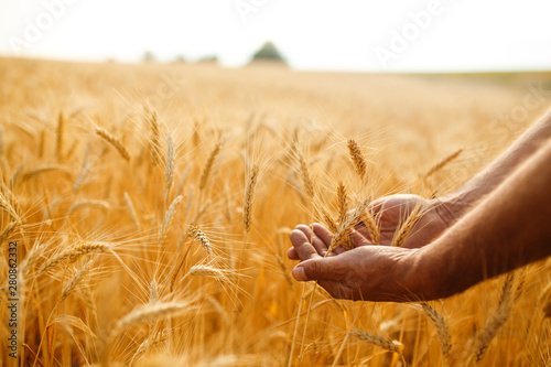 A Field Of Wheat Touched By The Hands Of Spikes In The Sunset Light. Wheat Sprouts In A Farmer's Hand.Farmer Walking Through Field Checking Wheat Crop. © maxbelchenko