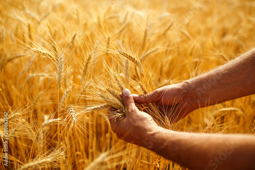 A Field Of Wheat Touched By The Hands Of Spikes In The Sunset Light. Wheat Sprouts In A Farmer's Hand.Farmer Walking Through Field Checking Wheat Crop. photo