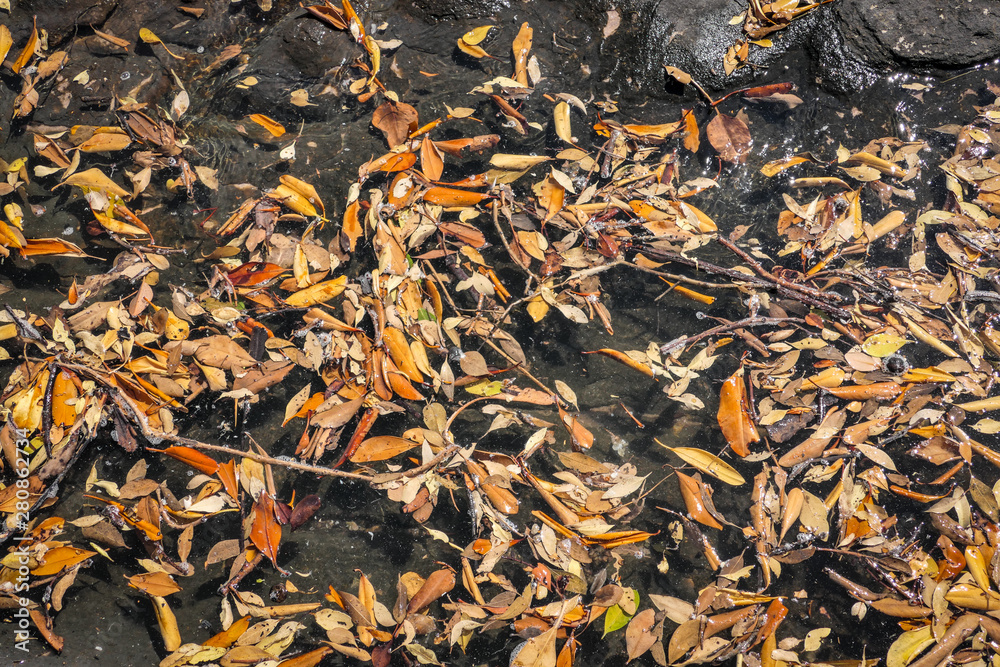 mangrove leaves floating in the sea