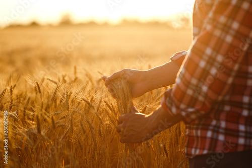 A Field Of Wheat Touched By The Hands Of Spikes In The Sunset Light. Wheat Sprouts In A Farmer's Hand.Farmer Walking Through Field Checking Wheat Crop.