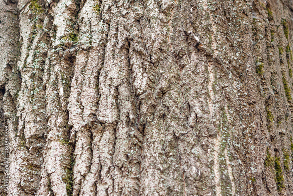 Fototapeta premium background tree bark shot close-up