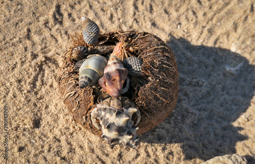 hermit crabs feeding on a pandanas fruit on a beach, Vansittart Bay photo