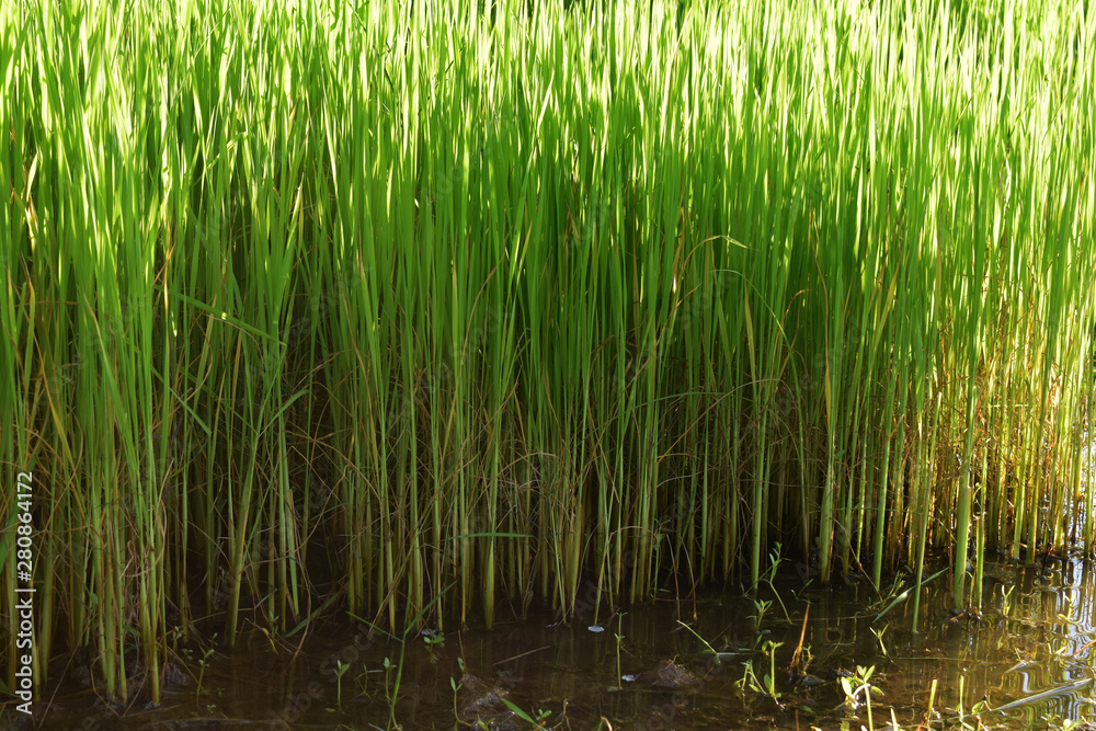  Rice seedlings