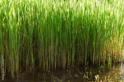  Rice seedlings