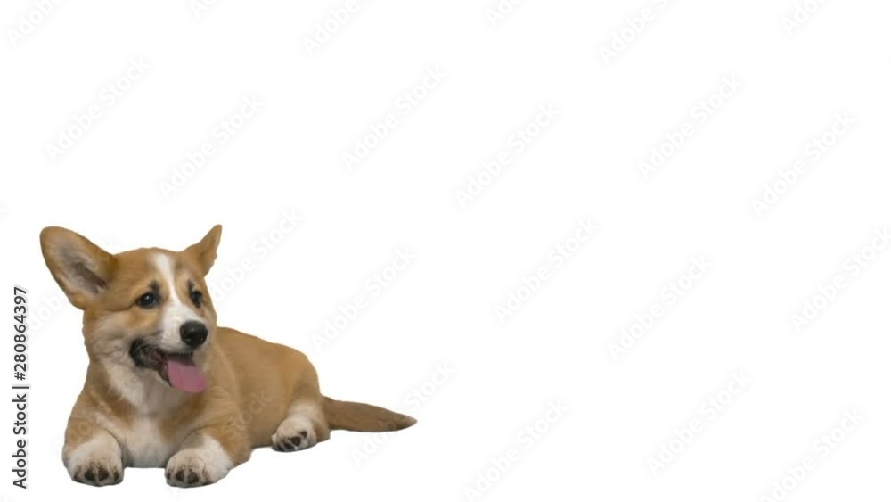 welsh corgi puppy on a white background