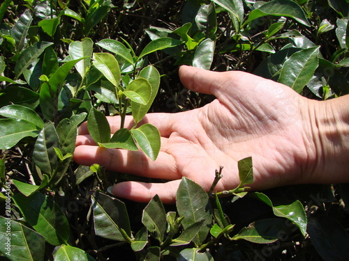 Hand of a woman picking green tea leaves. Summer.