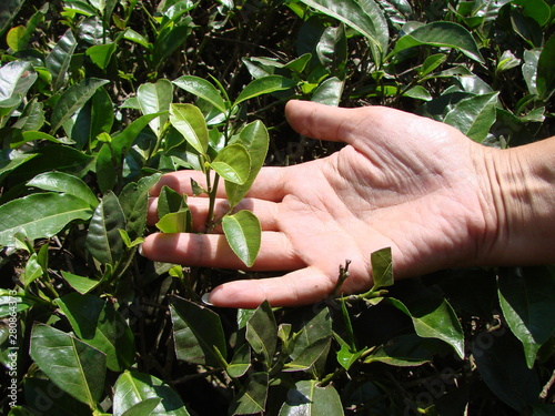 Hand of a woman picking green tea leaves on Indian plantations.