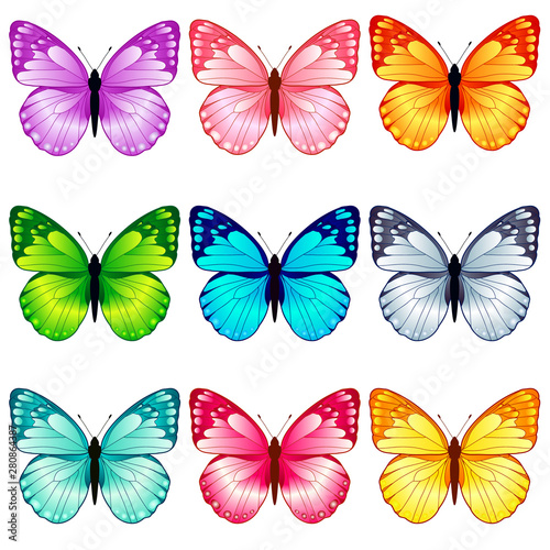 Beautiful butterfly collection
