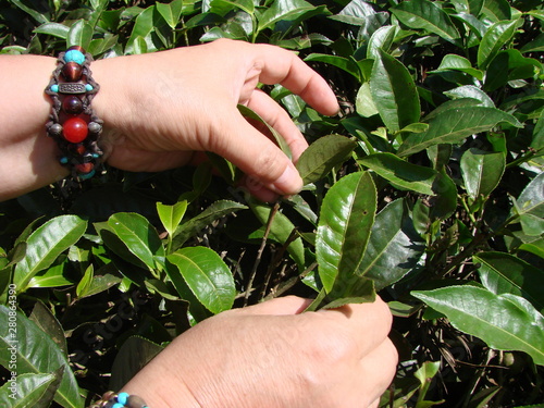 Picking tea leaves on Indian plantations. Summer.