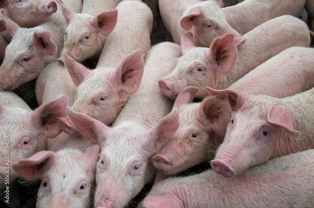 Pigs diseases. African swine fever virus ASFV. Pigs diseases. African swine fever virus ASFV.