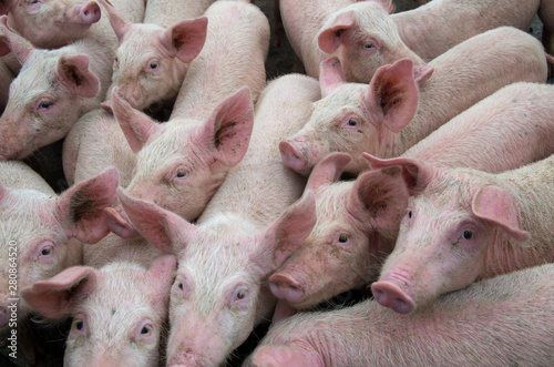 Pigs diseases. African swine fever virus ASFV.