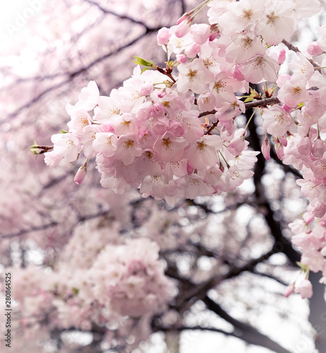 Selective focus of Sakura flowers or Cherry blossom in Japanese garden