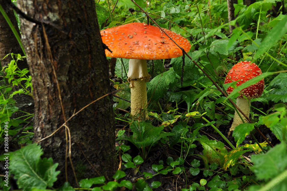 Red fly agaric in the forest close-up Red fly agaric in the forest close-up