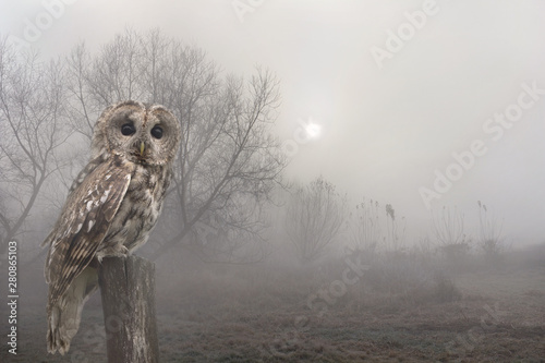 Sunrise in early morning with tawny owl or brown owl ( Strix aluco ) on stump in fog among trees. Autumnal landscape photo