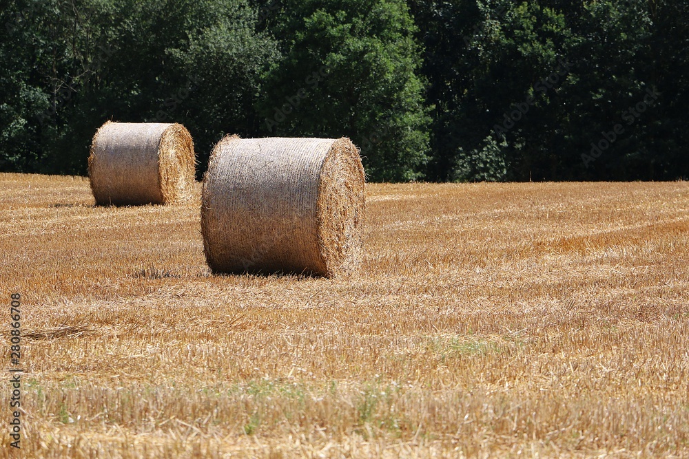 many round straw bales on a stubble field