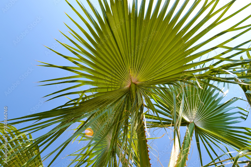 Fototapeta premium Palm leaves against the blue sky. Close-up