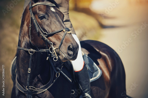 Equestrian sport. Portrait sports brown stallion iin the bridle. © Azaliya (Elya Vatel)