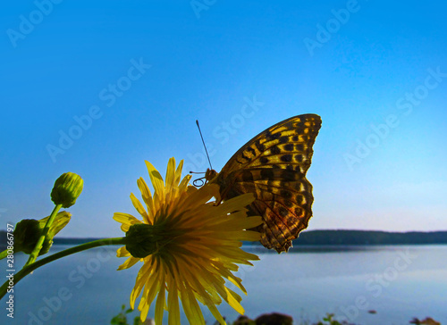 Butterfly on a flower and sun backlit. Beautiful northern pearl-bordered butterfly (Latin name is Boloria Aquilonaris) in wildlife.  photo