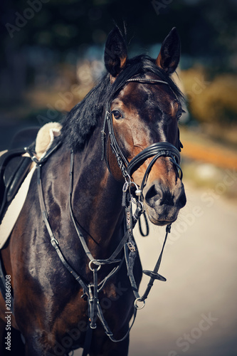 Portrait sports stallion in the bridle. Equestrian sport. © Azaliya (Elya Vatel)
