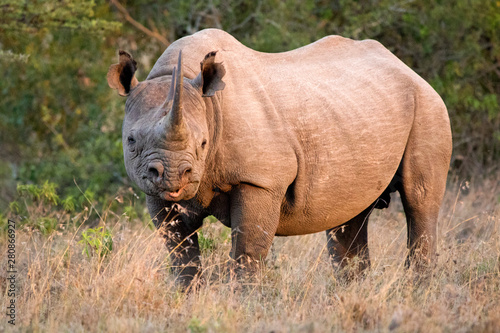Black Rhino Sunset