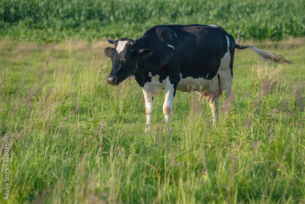 Cows graze on a juicy meadow on a summer day Cows graze on a juicy meadow on a summer day