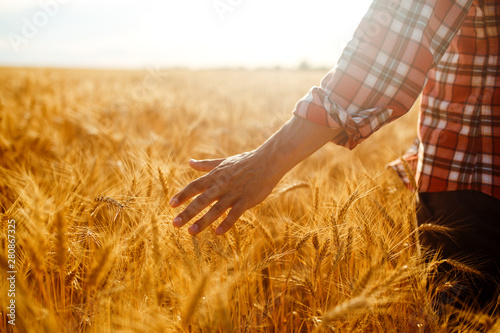 Amazing view with Man With His Back To The Viewer In A Field Of Wheat Touched By The Hand Of Spikes In The Sunset Light. Farmer Walking Through Field Checking Wheat Crop.Wheat Sprouts In Farmer s Hand