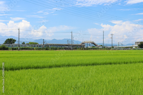 水田のイメージ,rice field