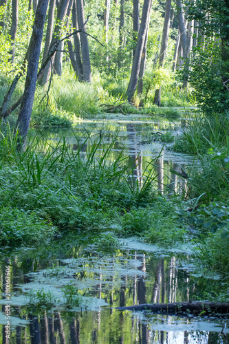 The Briesetal near Berlin  Germany  is a nature reserve. Concept nature reserves in Germany.