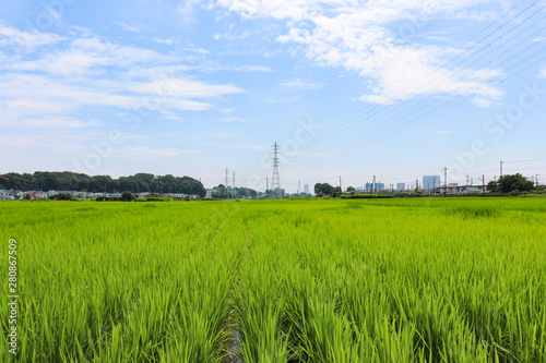 水田のイメージ,rice field