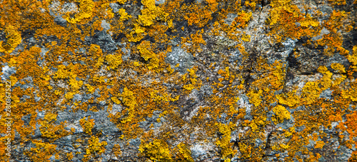 Liquenes en rocas del Castillo de Kisimul. Castle Bay. Isla Barra. Outer Hebrides. Scotland, UK photo