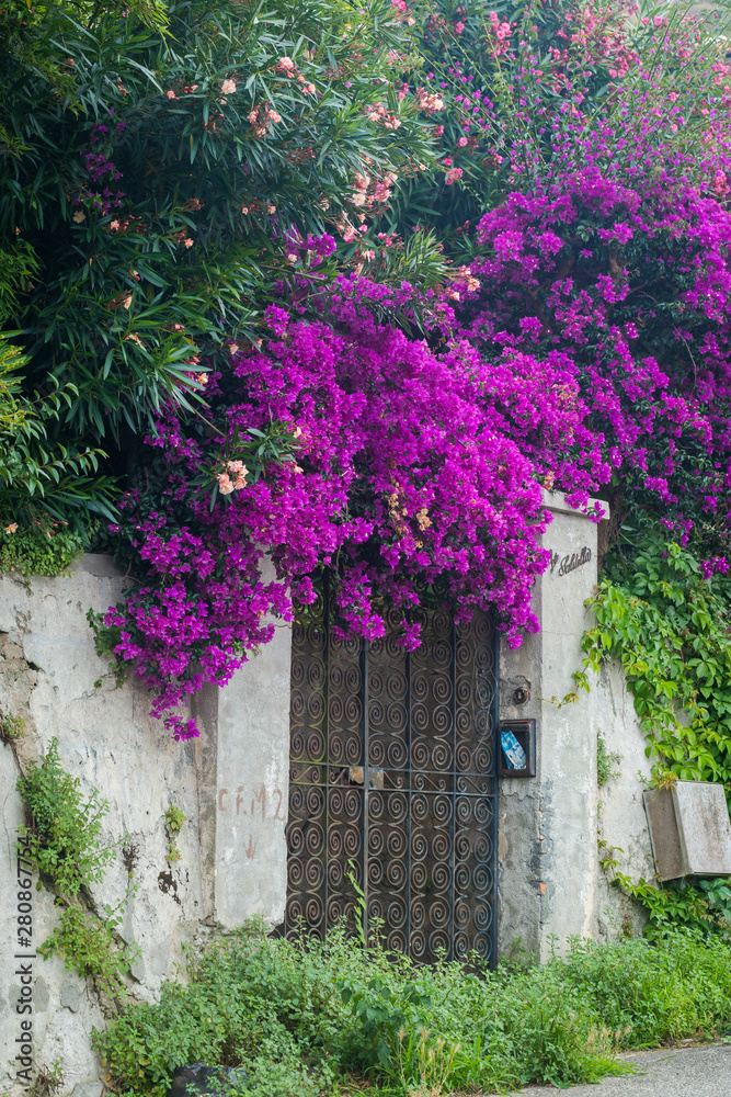 Flowerful big purple or red bougainvillea plant tree in Tropea city, Italy