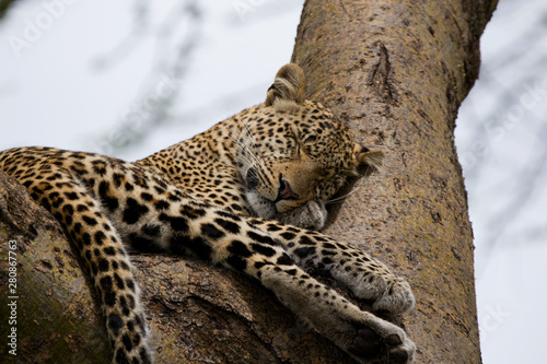 Leopard Sleeping On Her Paw