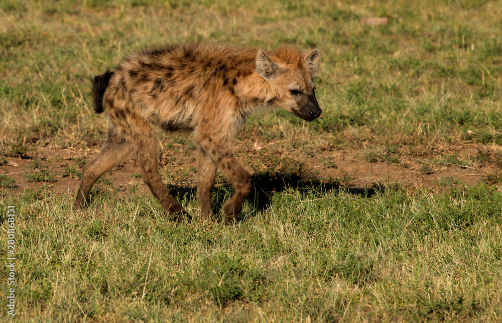 Hyena Cub Hyena Cub