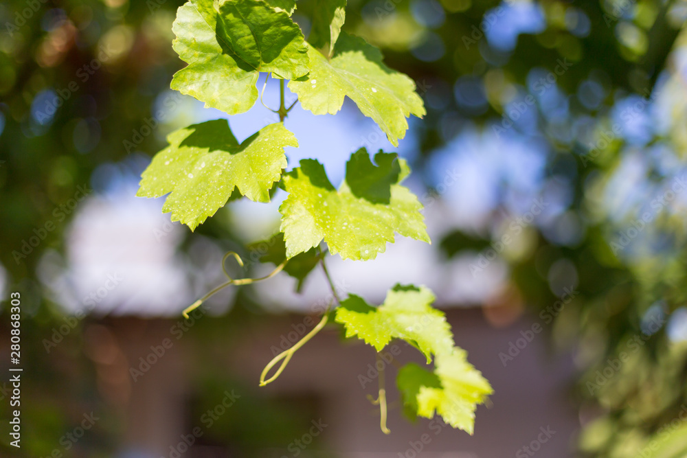 Fototapeta premium grape leaves - vineyard in sunny weather