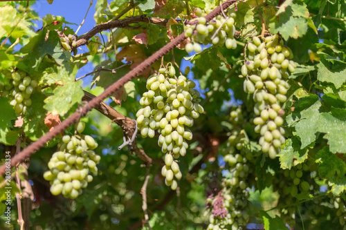 Wallpaper Mural Grapes harvesting - white grape in a vineyard in sunny weather Torontodigital.ca